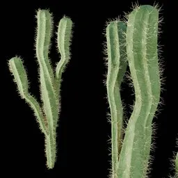 Realistic Cactus