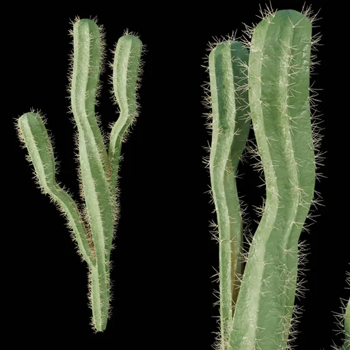 Realistic Cactus