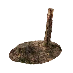Forest Stump