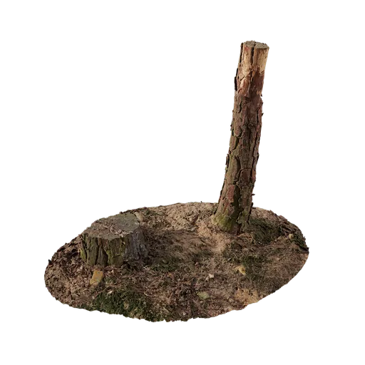 Forest Stump