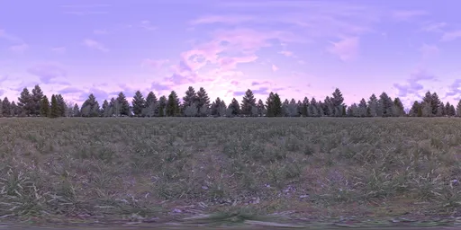 Morning on the forest