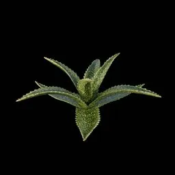 Desert Bush