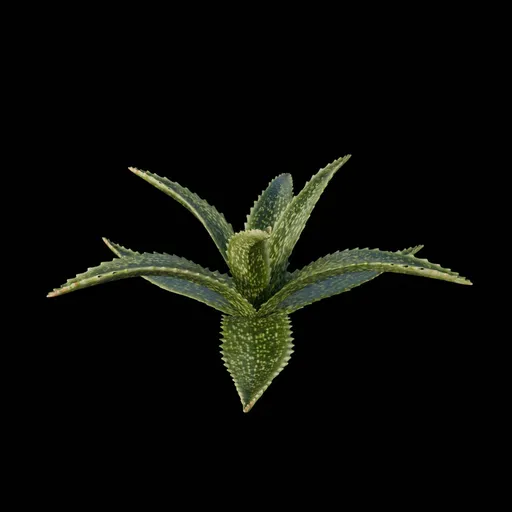 Desert Bush