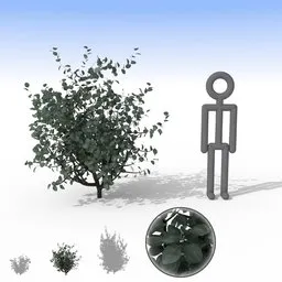 "3D model of a medium-sized Smoky Gray Bush, ideal for nature and outdoor scenes in Blender 3D. Perfect for adding detail to landscapes or gardens, the model features separate leaves for added customization. Enjoy simple design concepts and rich details, including birch and shrubs, captured in this stunning, organic render."