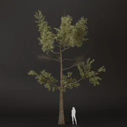 SJ-Vibrant Valley Pine Tree