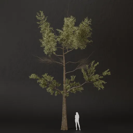 SJ-Vibrant Valley Pine Tree