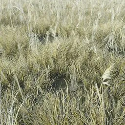 Highly detailed Blender 3D model of tall Grass Tabosa, optimized for realism in games and diverse scenes.