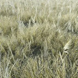 Grass Tabosa Tall