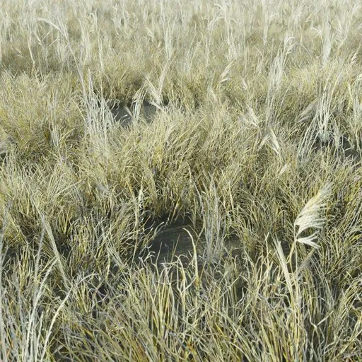 Highly detailed Blender 3D model of tall Grass Tabosa, optimized for realism in games and diverse scenes.