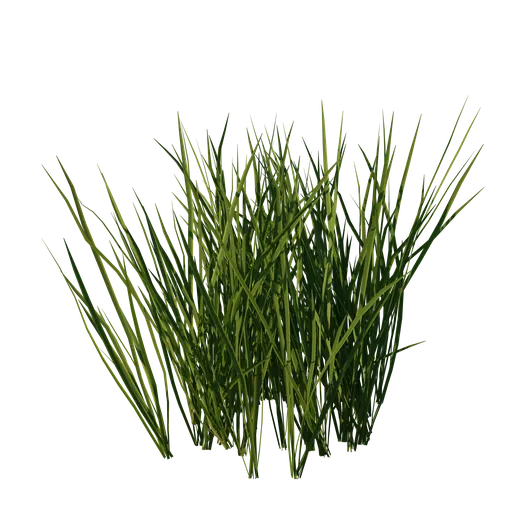 Wild Grass Patch