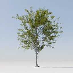 Tree 18