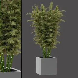 Potted Bamboo Plant