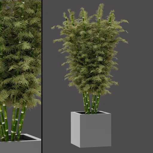 Potted Bamboo Plant