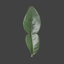 Kaffir lime leaves
