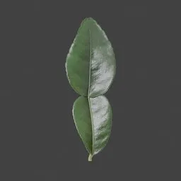 Kaffir lime leaves