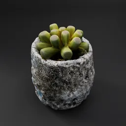 Succulent Plant in Stone Pot