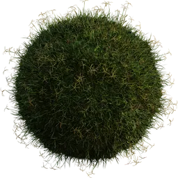 Grass Bermuda 01