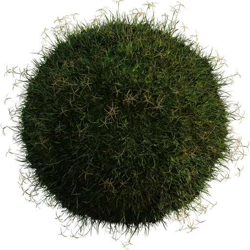 Grass Bermuda 01