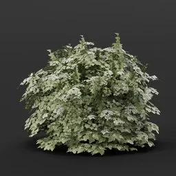 Detailed 3D cranberry bush model for Blender, optimized for realistic game environments and 3D landscaping.