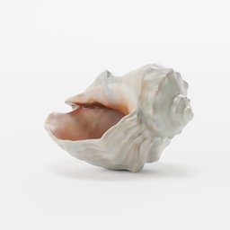 "White seashell on a white surface - a photo-realistic 3D model created in Blender 3D. Perfect for decoration and adding a touch of nature to your virtual scenes. Its intricately detailed design captures the essence of a conch shell, ideal for use in digital art projects."
