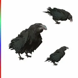 crow