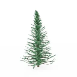 Fir Tree
