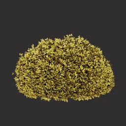 Yellow Foliage Bush
