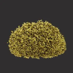 Yellow Foliage Bush