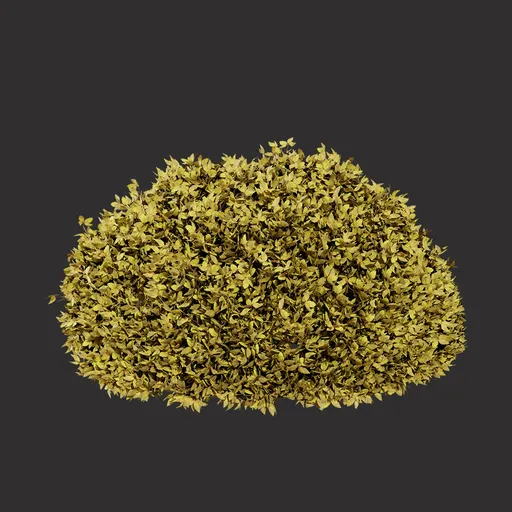 Yellow Foliage Bush