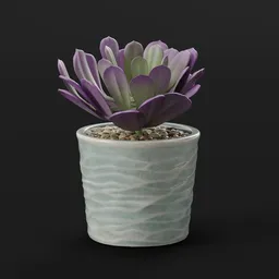 Succulent Plant in Ceramic Pot
