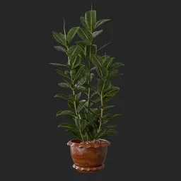 Rubber Plant