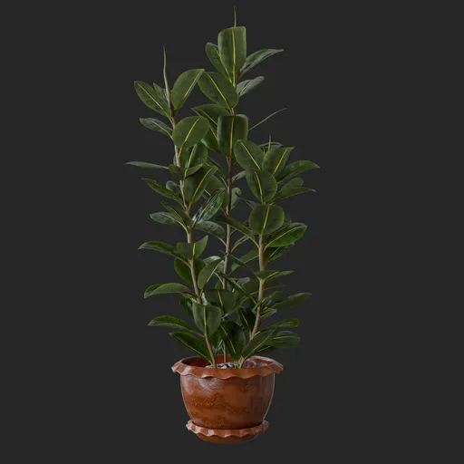 Rubber Plant
