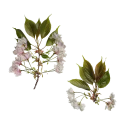 Prunus x yedoensis Atlas