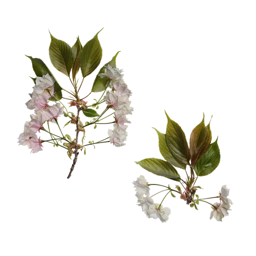 Prunus x yedoensis Atlas