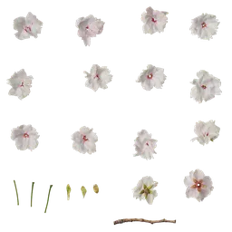 Prunus x yedoensis Flower