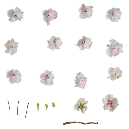 Prunus x yedoensis Flower