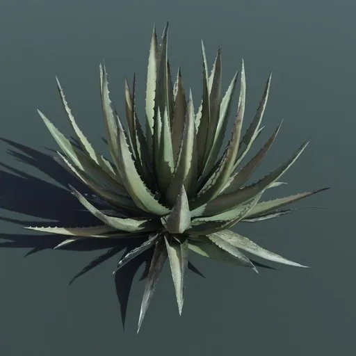 Detailed 3D model of a small Lechuguilla plant, suitable for architectural visualization and game environments.