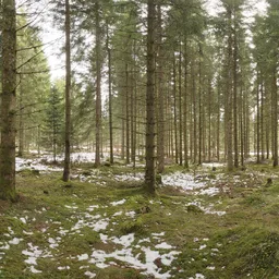 Snowy Forest