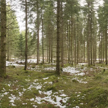 Snowy Forest