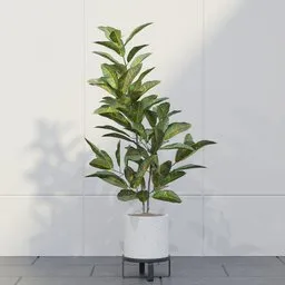 Croton Indoor Plant