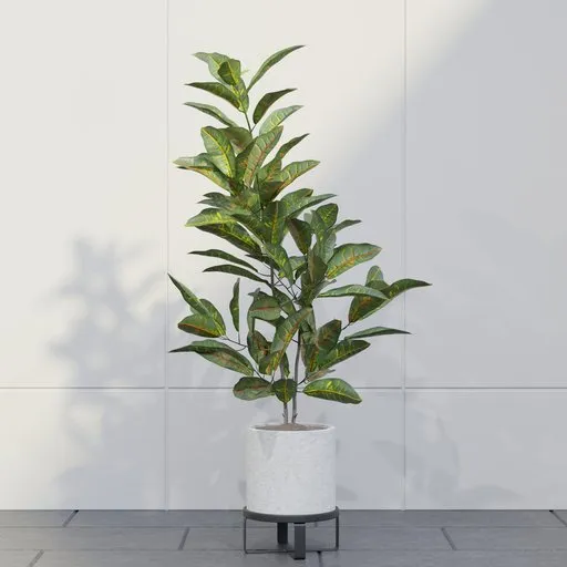 Croton Indoor Plant