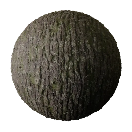 Mossy Tree Bark