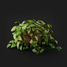 Pothos Houseplant
