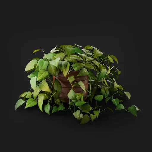 Pothos Houseplant