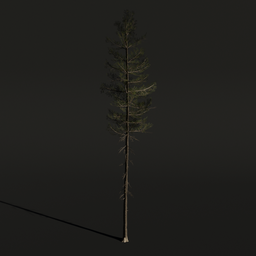Tree Lodgepole Pine a2