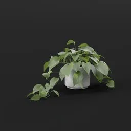 Plant