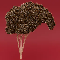 Black flowered yellow leaved tree