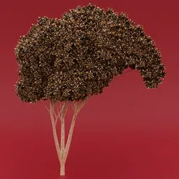 Black flowered yellow leaved tree