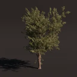 Detailed 3D American Alder tree model suitable for Blender rendering and animation.