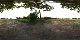 Tree and Urban Horizon – HDRI